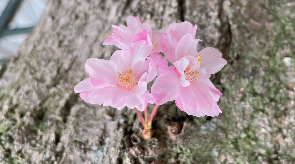 ERIBABYcamera's tweet photo. リハビリ頑張ってます💪
注文の多いカメラさん笑
桜撮れて良かったね〜
カメラ重くてキレかけの坊主め。by代理 https://t.co/qkyRPrwYdU