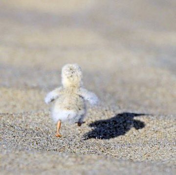 Have you ever seen a seagull's chick?

[📷 Gekikawa_Dbts]