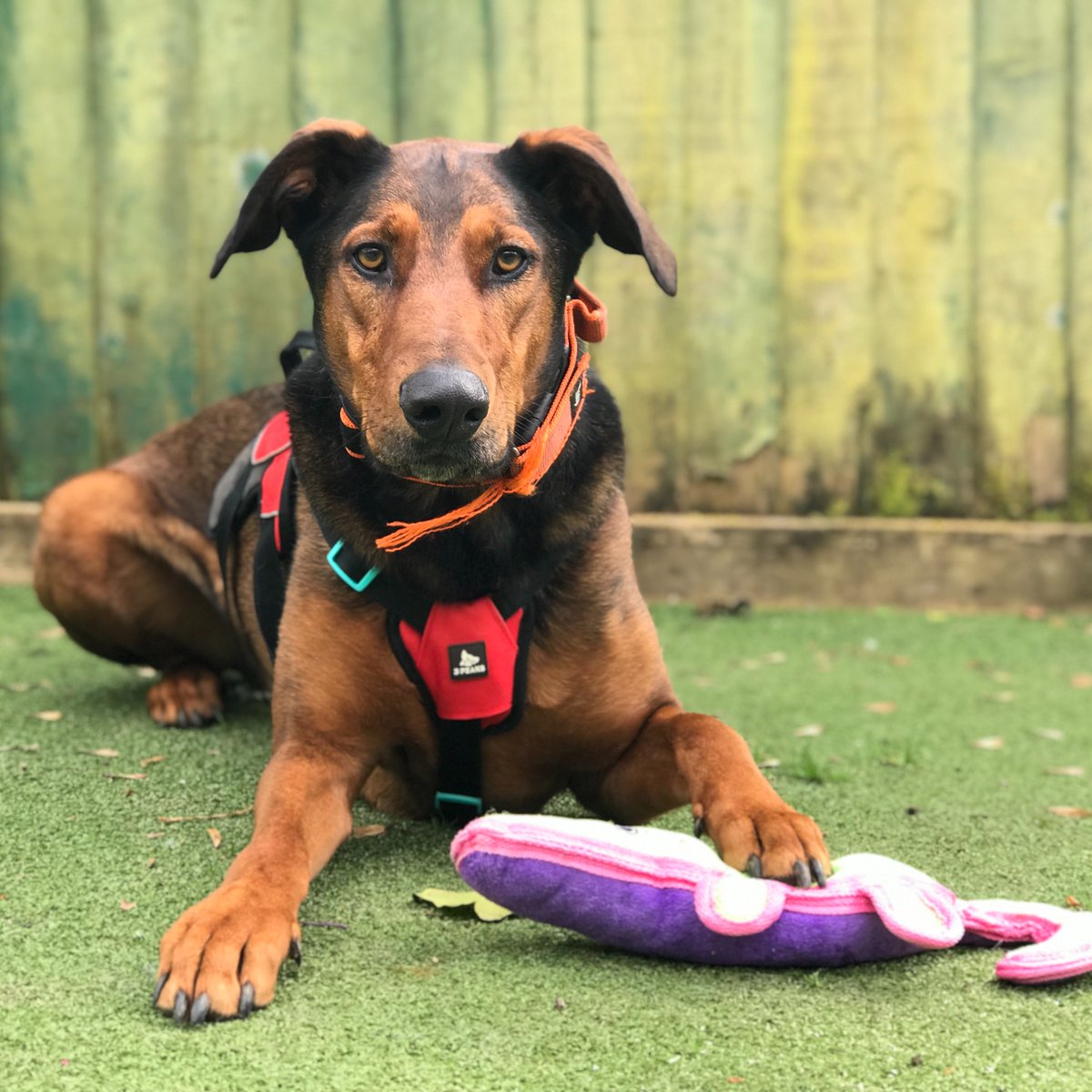 It's handsome boy JAX and his squeaky crocodile toy. He is a 4-year-old German Shepherd cross Doberman looking for a home 📍@DogsTrust #Ilfracombe 💛 dogstrust.org.uk/rehoming/dogs/… 🏡 #AdoptADog #ADogIsForLife #RescueDog 🐶