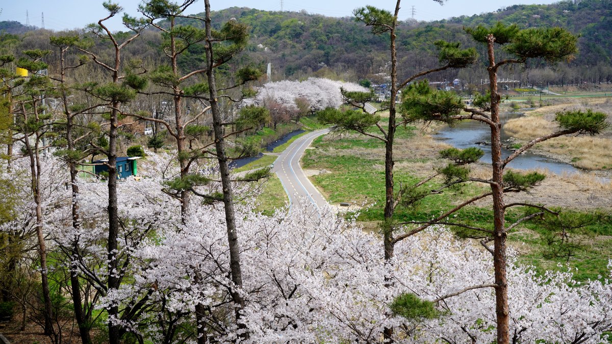 "꽃의 영광"
초원의 빛이여 꽃의 영광이여, 
한때 그처럼 찬란했던 광채가 이제 눈 앞에서 영원히 사라졌다 한들 어떠하리, 
어린 시간을 그 어떤것도 되 불러 올 수 없다 한들 어떠랴.
우리는 슬퍼하지 않으리, 오히려 뒤에 남은 것에서 힘을 찾으리라.
-윌리엄 워즈워스-
5dsei.tistory.com