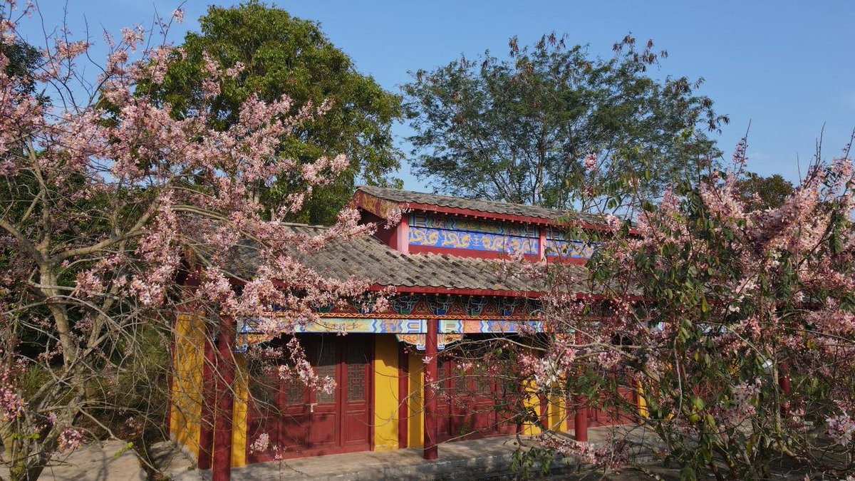 In April, #Danzhou welcomes its annual cherry blossom season. The city in hue of pink has attracted many #flower viewers. 🌸🌸🥰 #hainan #springouting #views #photo #holiday