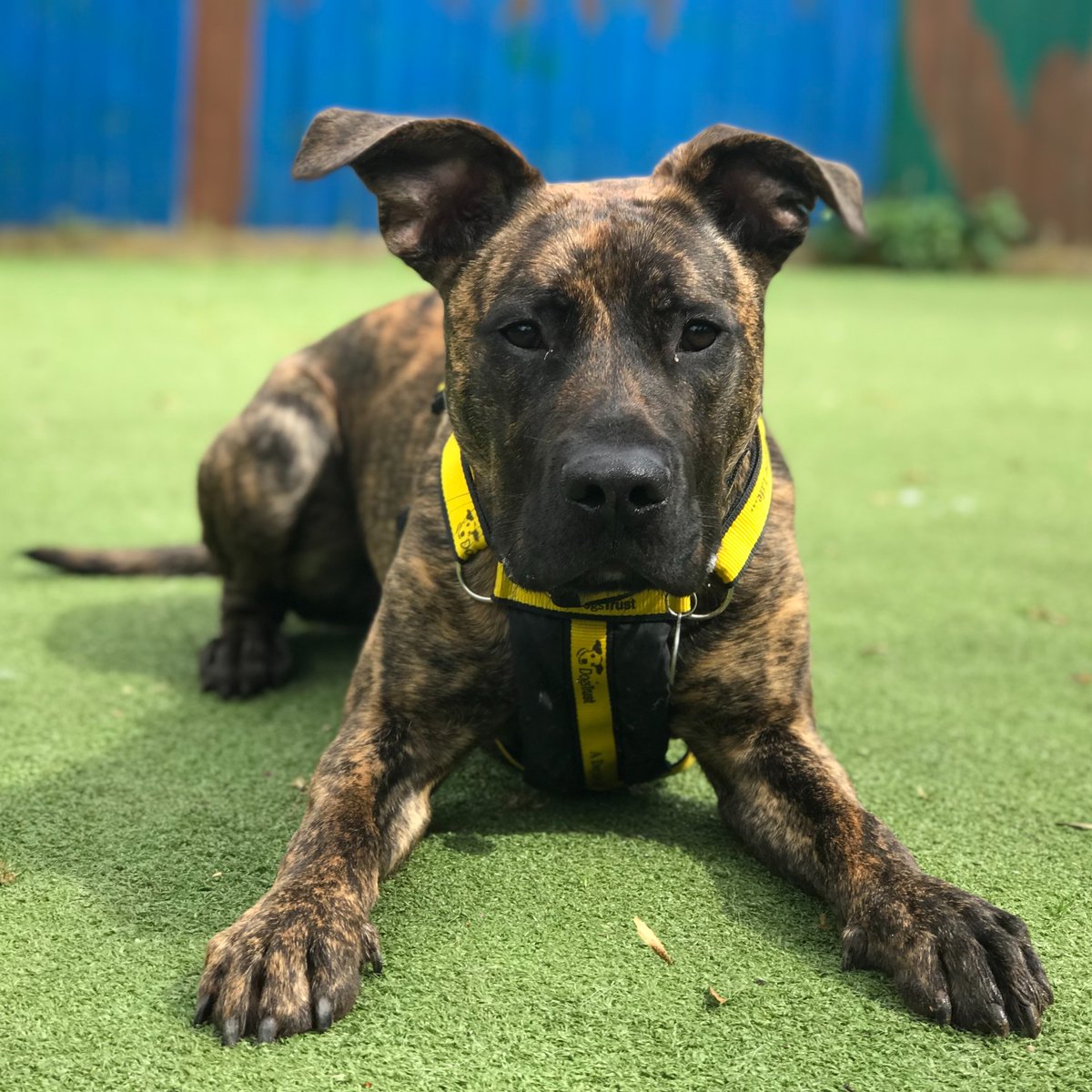 And the best 'down' goes to the boy with many tricks! ROGUE is a nine-month-old crossbreed 💛🐶💛 He loves to learn with positive reward training. He is @DogsTrust #Ilfracombe looking for a home. 🏡 dogstrust.org.uk/rehoming/dogs/… 🐾 #ADogIsForLife #ThoseEars #AdoptADog #RescueDog 💛