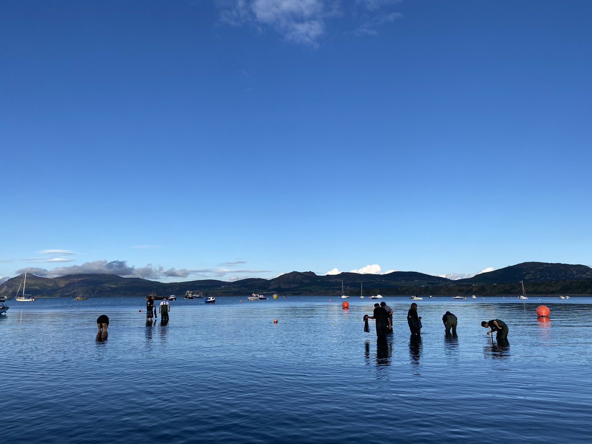 📣 We are recruiting 📣 We’re looking for two people to join us to undertake Marine Futures Internships. A great way to kick-start your career in the marine environment! Find out more👇 northwaleswildlifetrust.org.uk/jobs/marine-fu…