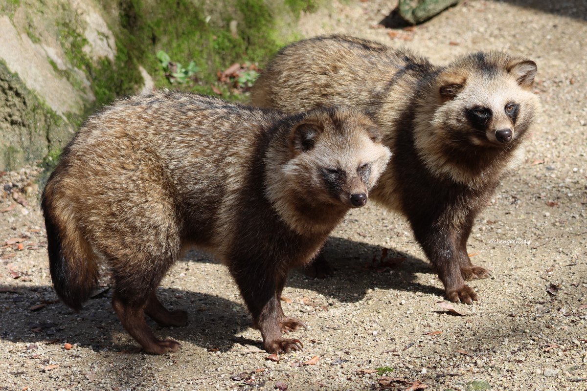 ダブル立ちたぬき #安佐動物公園 #ホンドタヌキ