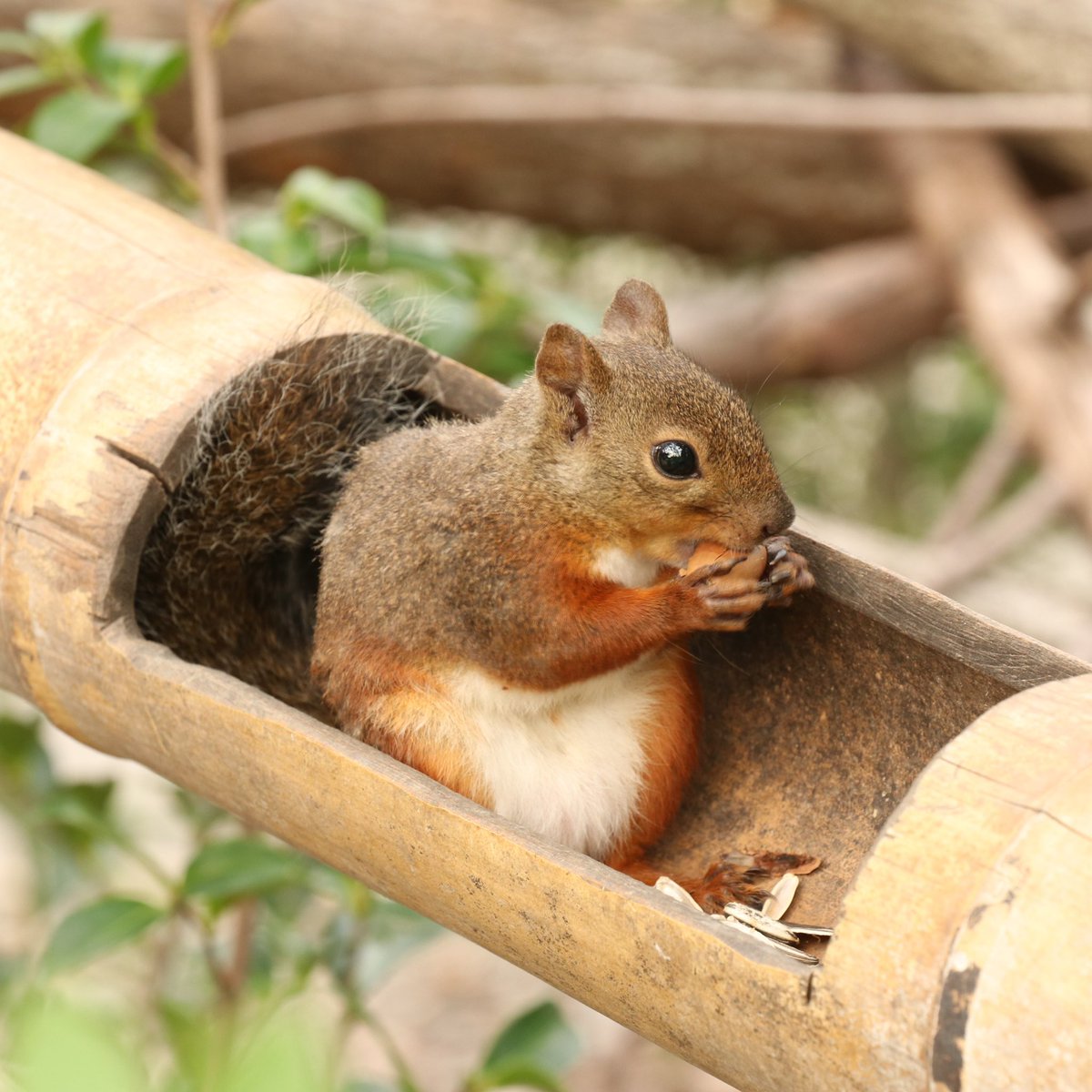 おはようございます☀ 朝晩は少し肌寒かったり・・・ モフモフでちょっと暖かく🐿 #神戸どうぶつ王国　#リスさん　#モフモフ　#モフ曜日