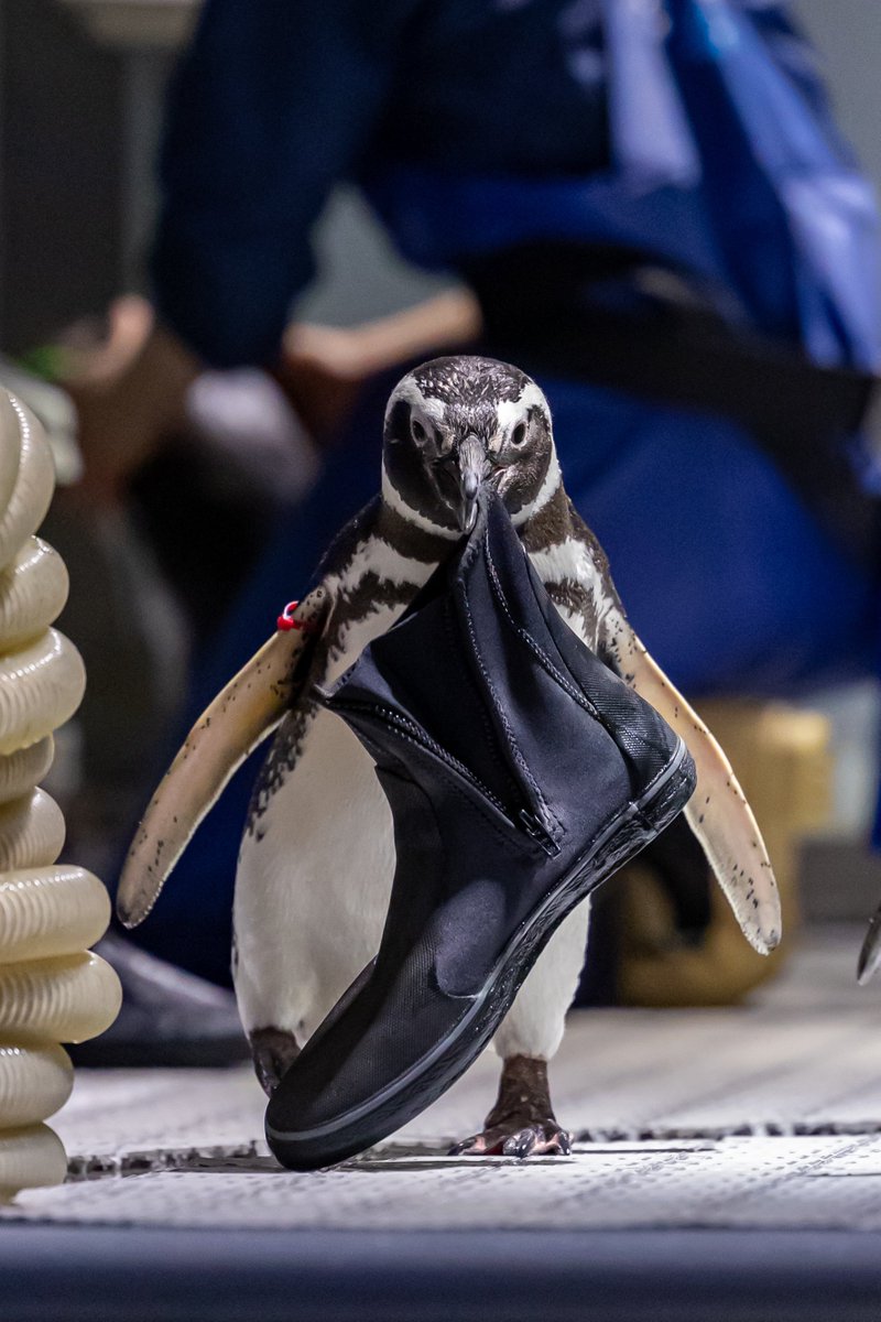 愛する妻（わらびさん）のため巣材集めをするローズくん🐧🌹 #すみだ水族館 #マゼランペンギン #羽毛さん日誌
