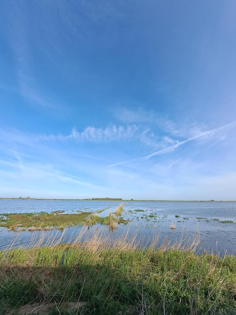 Good morning from Welney 🌞 Highlights so far are spoonbill flyover, garganey pairs, goldeneye, great crested grebes displaying, black-tailed godwits displaying. Everyone can access Main hide, Nelson-Lyle hide and BING trail, wellies advised for Lyle. #nature #wildlife #birds