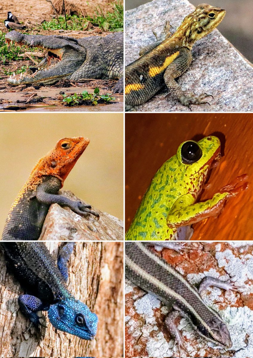 bayram şekerleri ☺ türler elini öper @PedramTurkoglu 😊 #nature #NaturePhotography #wildlife #wildlifephotography #herptile #reptile #gecko #lizard #crocodile #snake #uganda #Africa