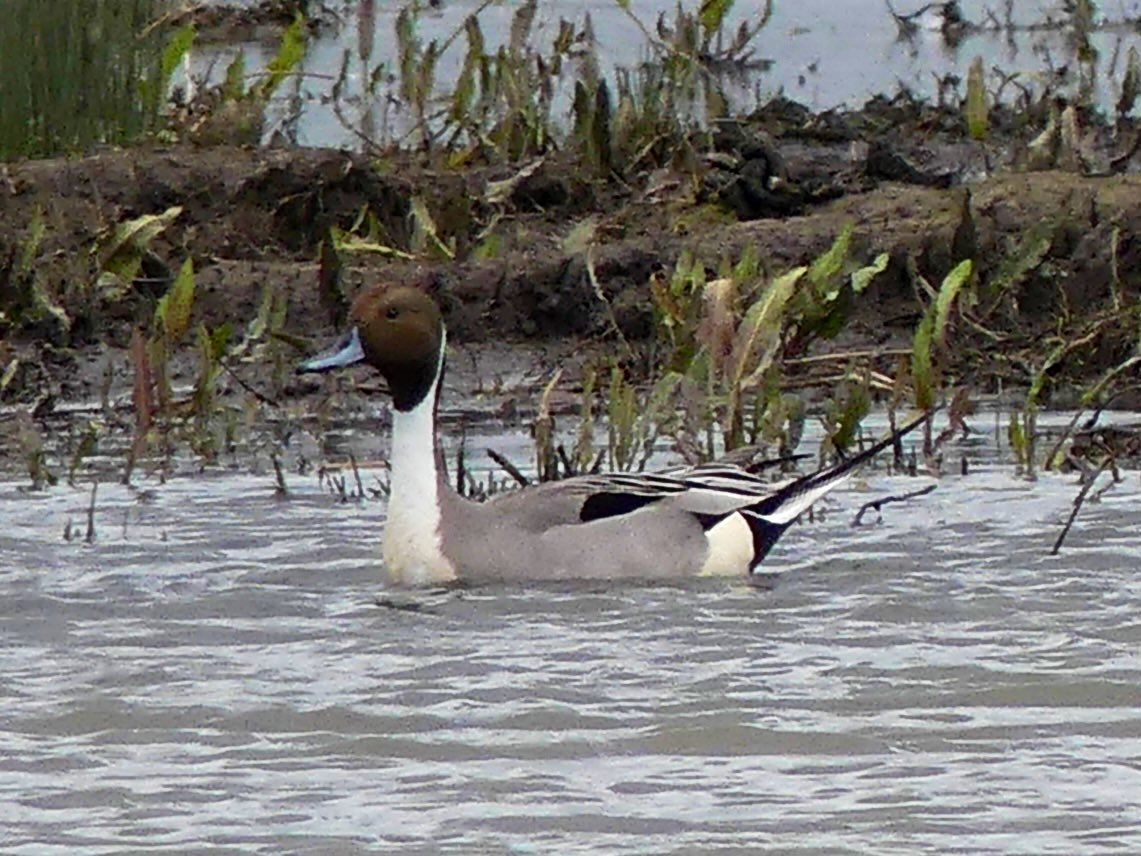 The Northern Pintail has a very skinny long neck, a small head & pointed tail. #BirdsOfTwitter #TwitterBird #birds