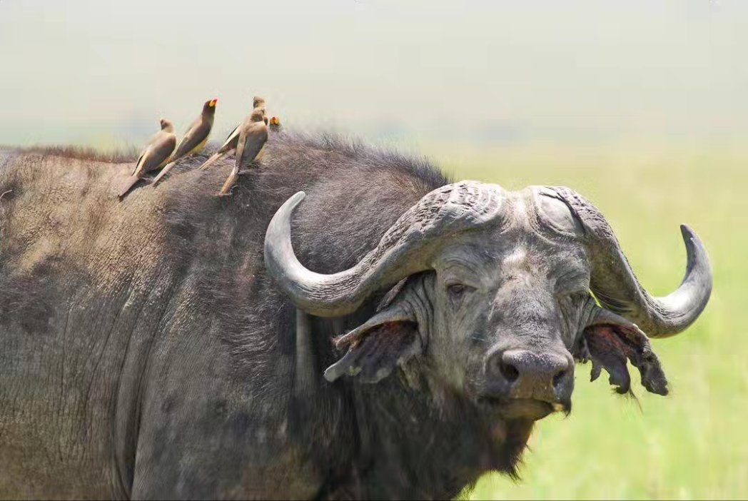 The oxpecker and the Buffalo have a fascinating symbiotic relationship portrayed in Uganda and Rwanda's savannas. These birds pick ticks off buffalos, keeping them healthy while getting a meal themselves. They also signal warnings incase there's a predator upclose!  #visitrwanda