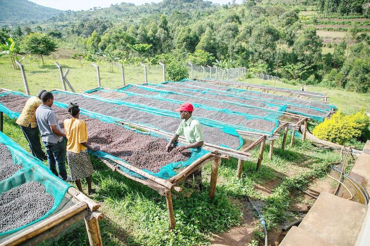 Editorial: End tax waivers for #agriculture & let sector contribute to tax pool. In #Uganda, agriculture accounts for 50% of exports & employs a substantial segment of the workforce. It's concerning that this sector enjoys extensive #tax exemptions observer.ug/index.php/view…