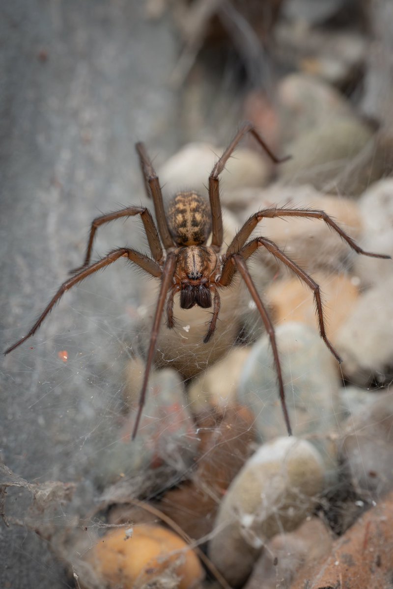 My friendly garden resident… #photography #photo #photooftheday #Sony #macrophotography #MacroHour #ThePhotoHour #nature #NaturePhotography #naturelovers #wildlife #WildlifePhotography #spider #April2024