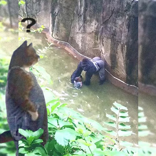 Da Fuq Cat On Sol tweet media