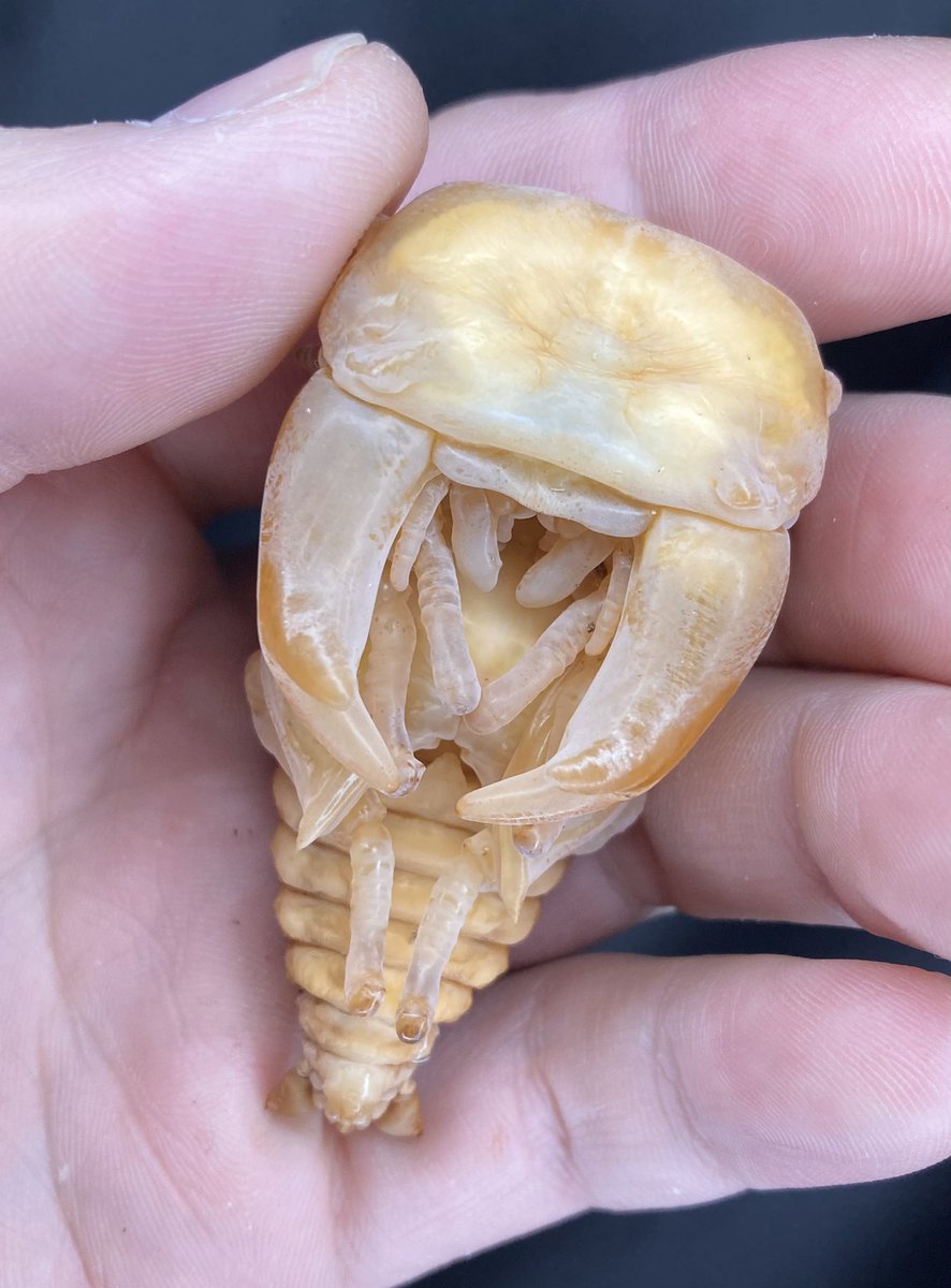 大当たりラインのA160G(仮)

先日投稿したA160Fと変わって綺麗目で、どこか安心感があります💫

写真3.4枚目は先日蛹化(最終29g)したA160Gになりますが、同腹間では現状1番良さそうな雰囲気に(^^)

自然蛹化でしたが、全部こんな感じで綺麗に仕上がってくれるとマジで助かるんだけど…