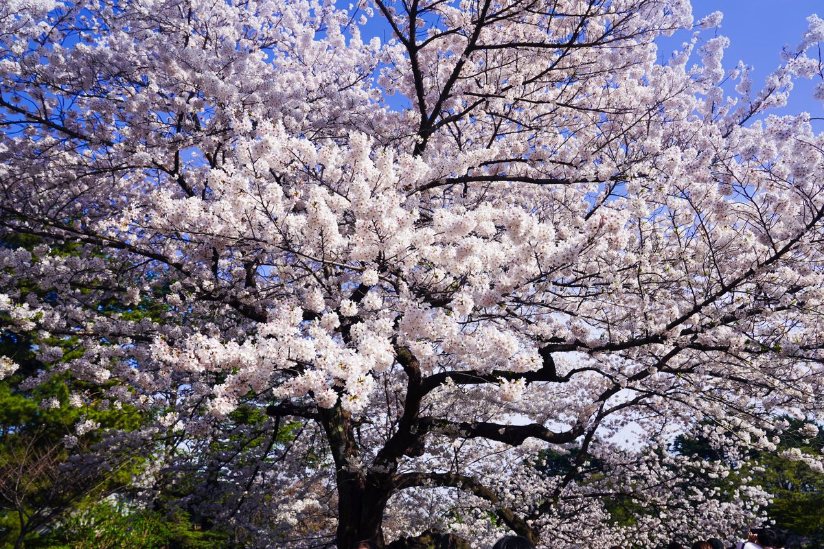 久しぶりにカメラを持ってお出かけ出来ました📷🌸 有安杏果 ⁡ #桜 #花見 #sakuratone #cherryblossoms #カメラ女子 #ライカ #Leica #ソニー