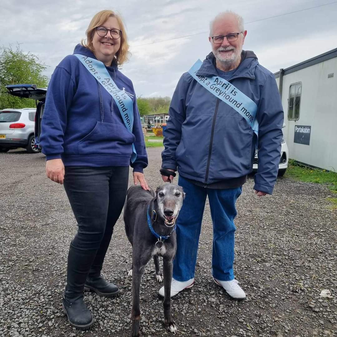 🌟APRIL IS ADOPT A GREYHOUND MONTH🌟 ......and adopted hound MICKEY thinks that's certainly something to 😁SMILE 😁 about! Details of our homing requirements and all dogs available for adoption can be found on our website makants.uk @MakantsGreys