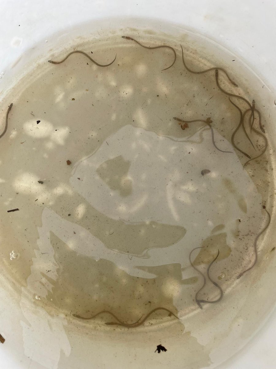 We have seen the first glass eels moving up from the estuary into the freshwater River Stour! 🐟 Our eel monitoring programme is extremely important not just for determining population but for managing river basins. These young eels were 70mm long. 1/2