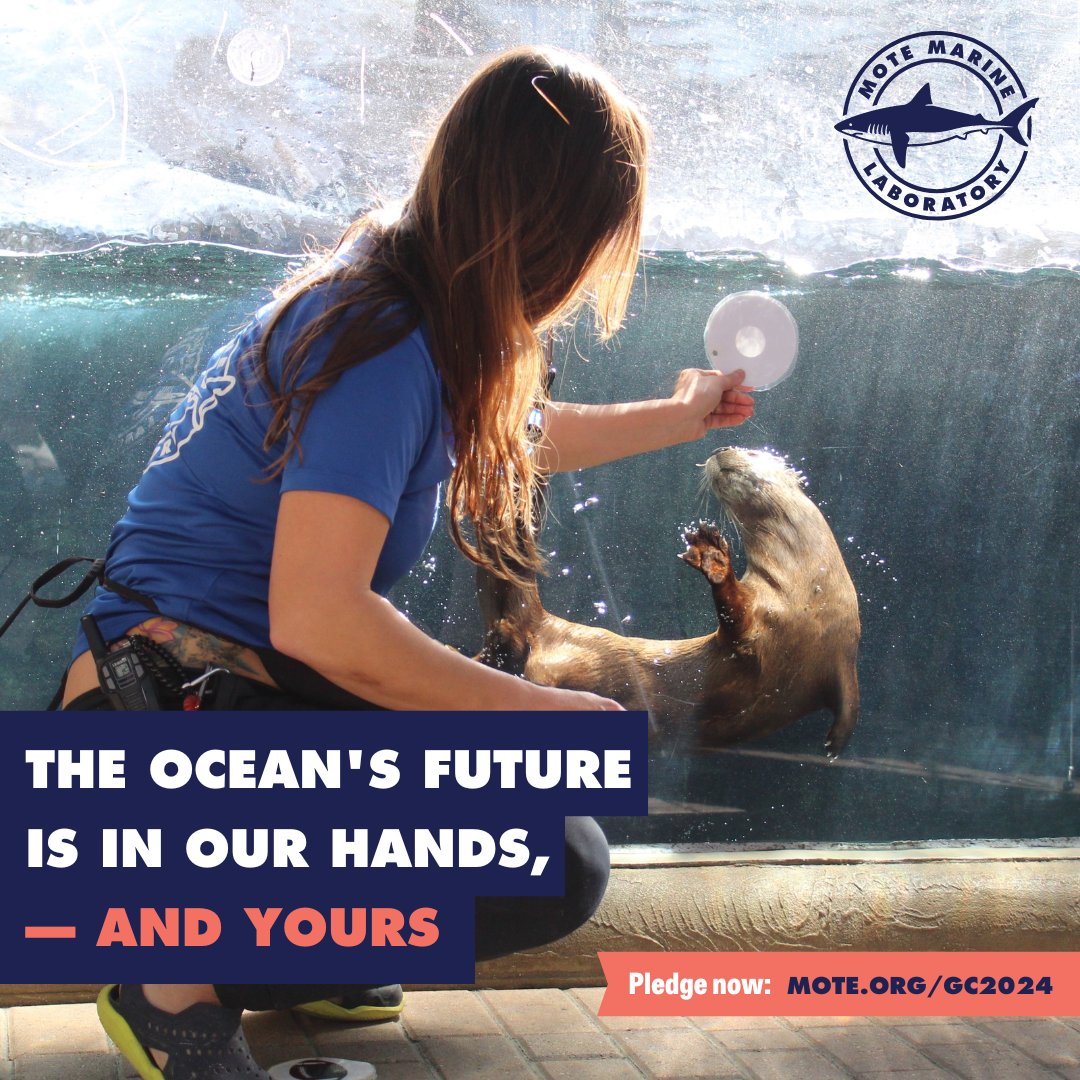 The ocean's future is in our hands, & yours 🤝 During the 2️⃣4️⃣-hour Giving Challenge, every gift up to $100 will be tripled. Donate today & support Mote during the #GivingChallenge2024 & #BeTheOne to help our ocean❕ 💻 mote.org/teammote #motemarinelab #oceanconservation
