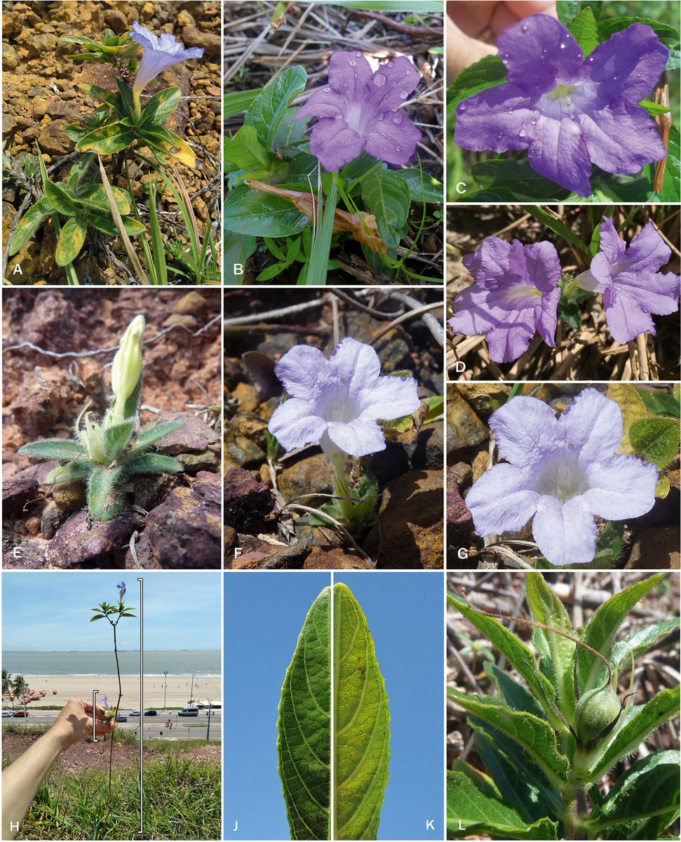 Introducing Ruellia taboleirana, a species previously known from tabuleiros litorâneos -exposed flat coastal terrains- in NE #Brazil. Here, authors report new populations on sand #dunes with #Amazonian influence in #Maranhão state. @KewBulletin doi.org/10.1007/s12225…
