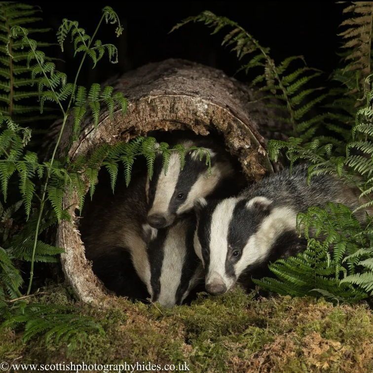 Happy #SiblingsDay! 🤗 Did you know that badger mothers usually have a litter of one or two cubs, but it can be up to five! 🦡 If you would like to learn more about badgers and their families, check out our website at BadgerTrust.org.uk 📸 Alan McFadyen