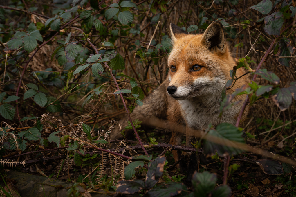 Hetty, a rose among the thorns. #FoxOfTheDay