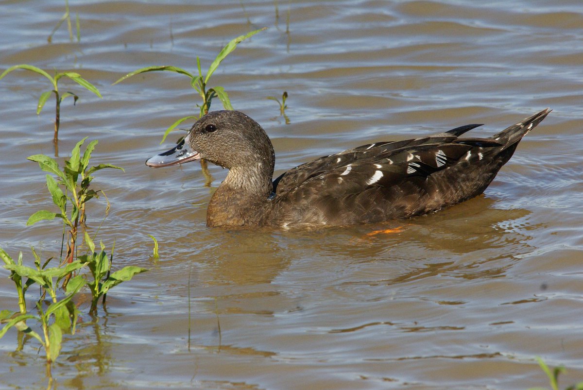 After diving under the water, this Black Duck emerged again dry.... like Gogo's rusks.