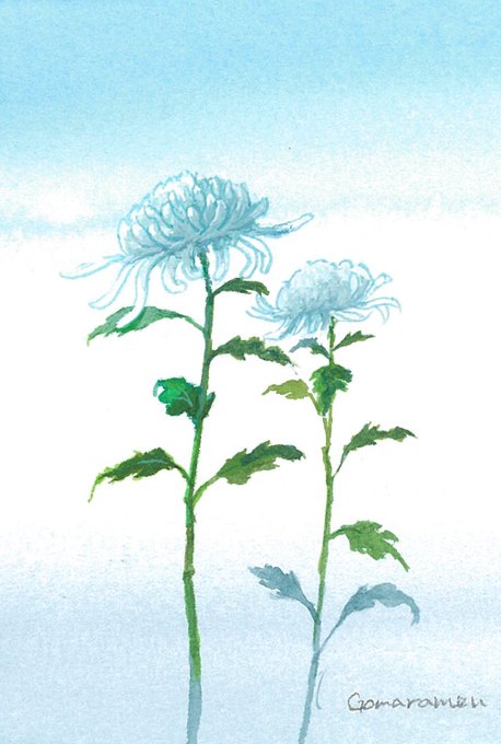 菊の絵が欲しいという方が複数いらっしゃったので、急遽、ピクシブファクトリーでポストカードを作りました。私のboothに並べてあります。 
