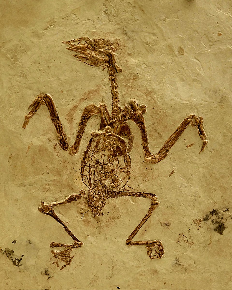 Vincent Reneleau 🦕 tweet media