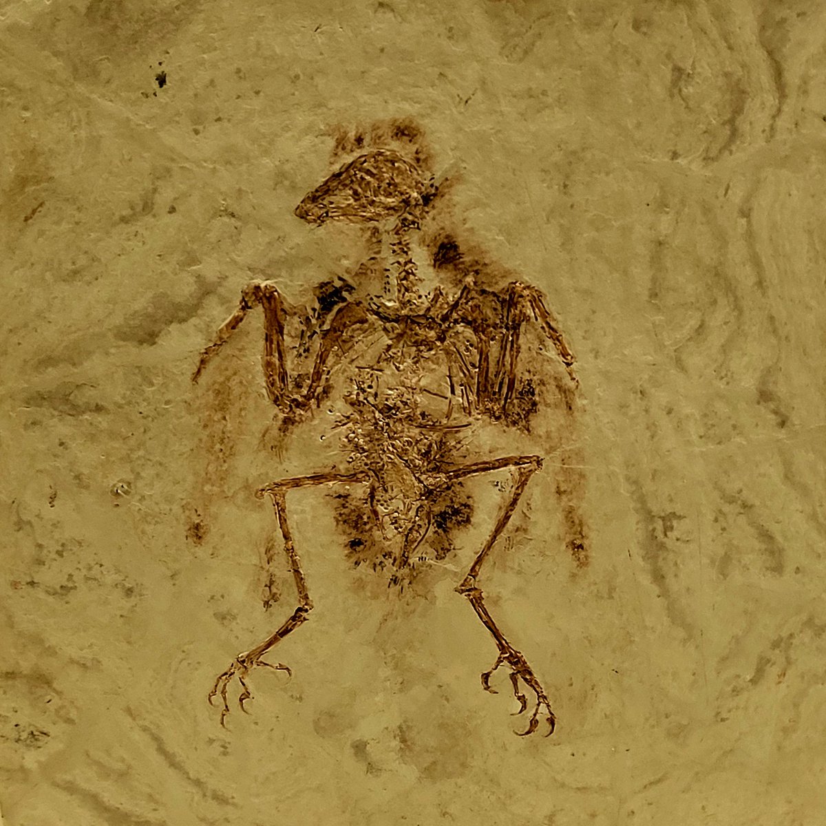 Vincent Reneleau 🦕 tweet media