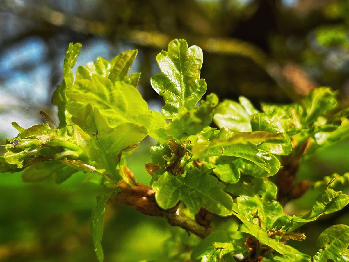 The mighty oaks of #EppingForest now getting their new leaves 🍃 #Spring #Spring24 #Forest #Woodland #Oak