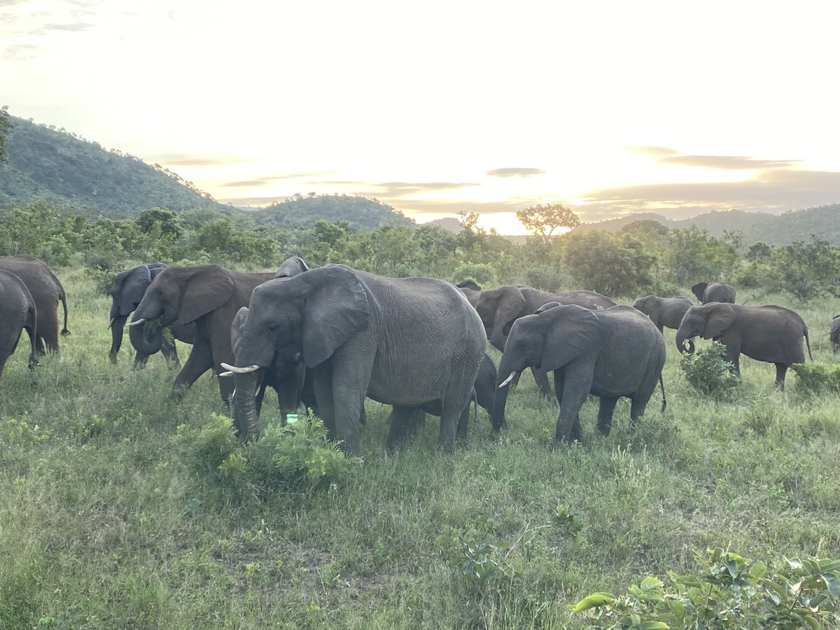 Kruger magic. #LiveYourWild #Ellis #Bergendal #Nature #Sunset #Kruger #park