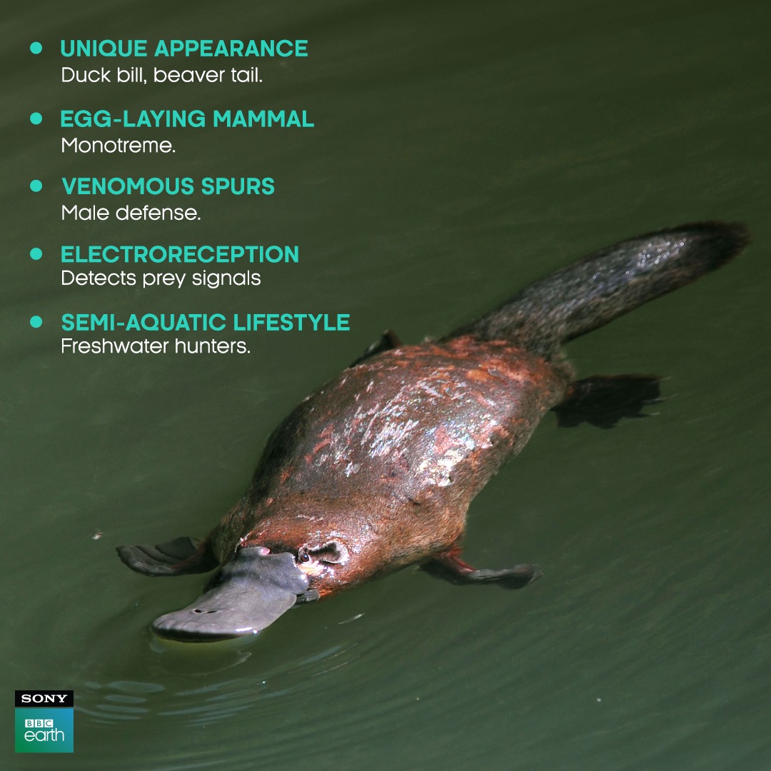 In addition to its remarkable features, the platypus boasts duck-like webbed feet for swift swimming and a tail that stores fat during lean times. ​ Adaptation at its finest!​ #SonyBBCEarth #FeelAlive #Nature #Wildlife #Platypus #MarineLife #Facts