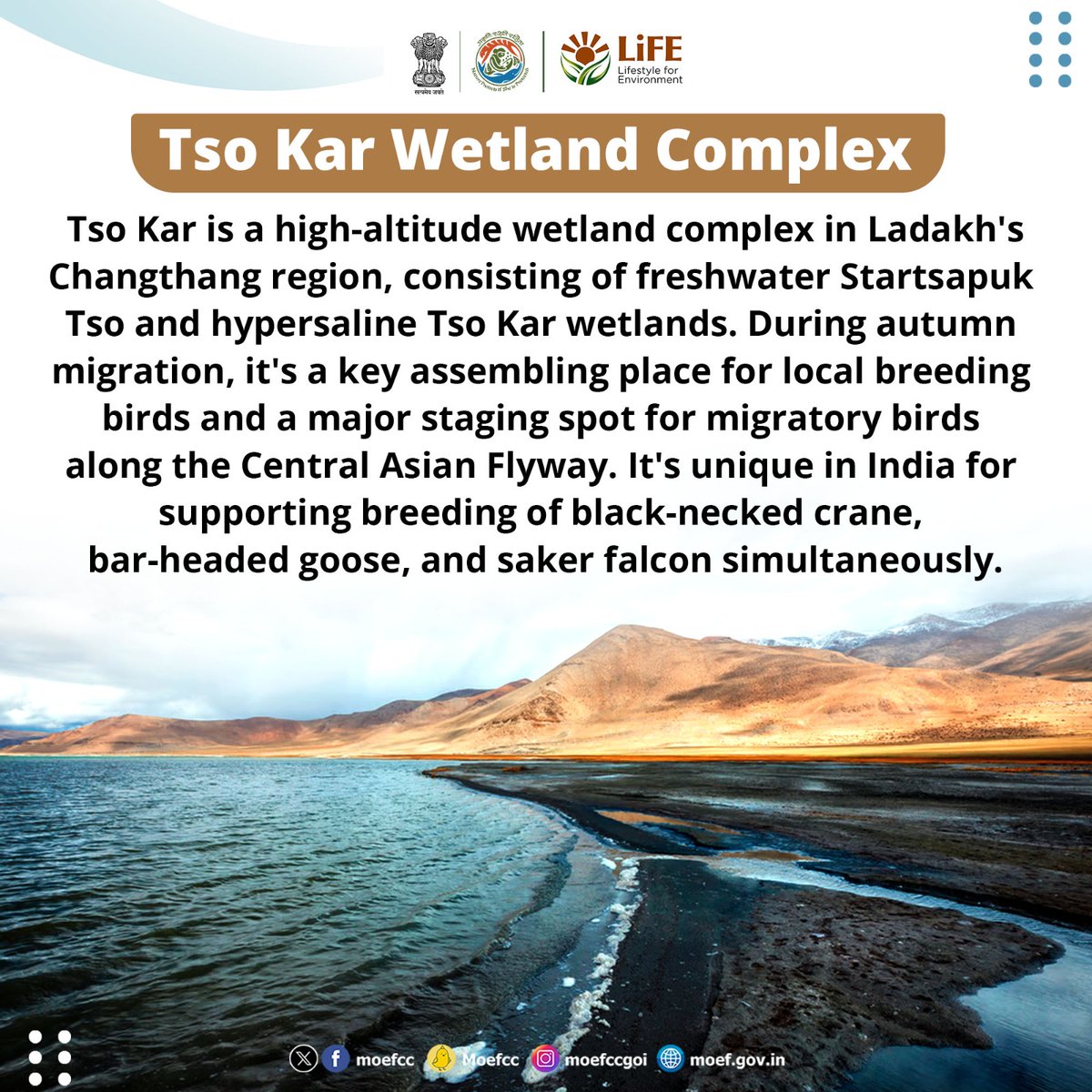 Discovering India's Ramsar Sites Day 61: Tso Kar Wetland Complex From wetlands to wildlife, each site is a unique haven for nature. Let's celebrate and safeguard these vital ecosystems together! #RamsarSites #MissionLiFE #ProPlanetPeople