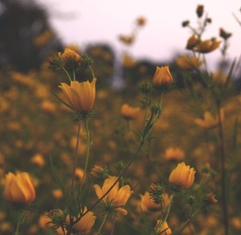 "Güzeller bayram günü süslenir,
Seninse bayramları süslüyor yüzün."

Hayyam