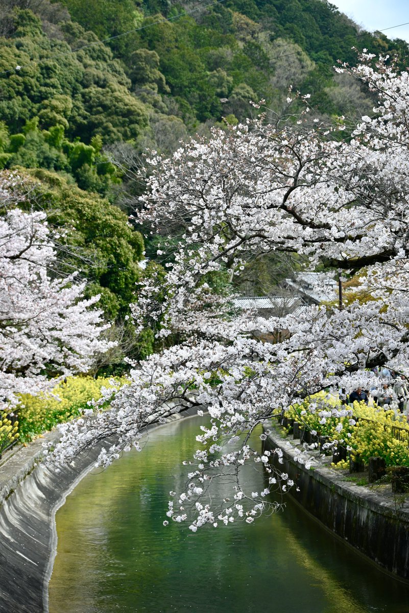 石 平 (@liyonyon) on Twitter photo 石平が観た日本の風景と日本の美
令和6年春、日本各地の桜めぐり 石平が観た日本の風景と日本の美
令和6年春、日本各地の桜めぐり