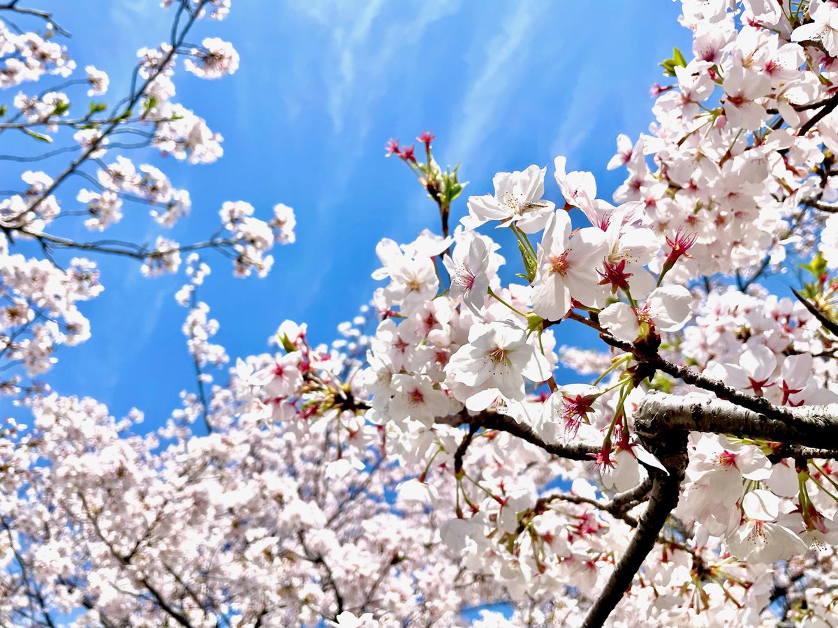 今日はめちゃくちゃ良いお天気🌞
お仕事の合間に近所の池に🌸を見にお散歩しました🐶👩🏻🐵🌸🌸🌸🌸🌸🌸
雨で少し散ってたけどまだまだめちゃ綺麗でした🌸🌸🌸🌸🌸🌸🌸🌸🌸🌸🌸🌸🌸🌸🌸🌸🌸🌸🌸🌸

お仕事後半戦も頑張ろ🐵🔥🔥🔥

#ラブラドール
#ポーズスケルトン
#ゴジラ
#ムービーモンスターシリーズ