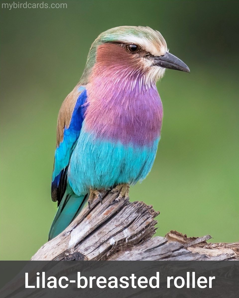🌍 Lilac-breasted roller (Coracias caudatus) #Africanbirds #SouthernAfricanbirds #EasternAfricanbirds #Subsaharanbirds | #Rollers #Coraciidae | #mybirdcards #birdcards #birds🦜 #BirdsOfTwitter #birds