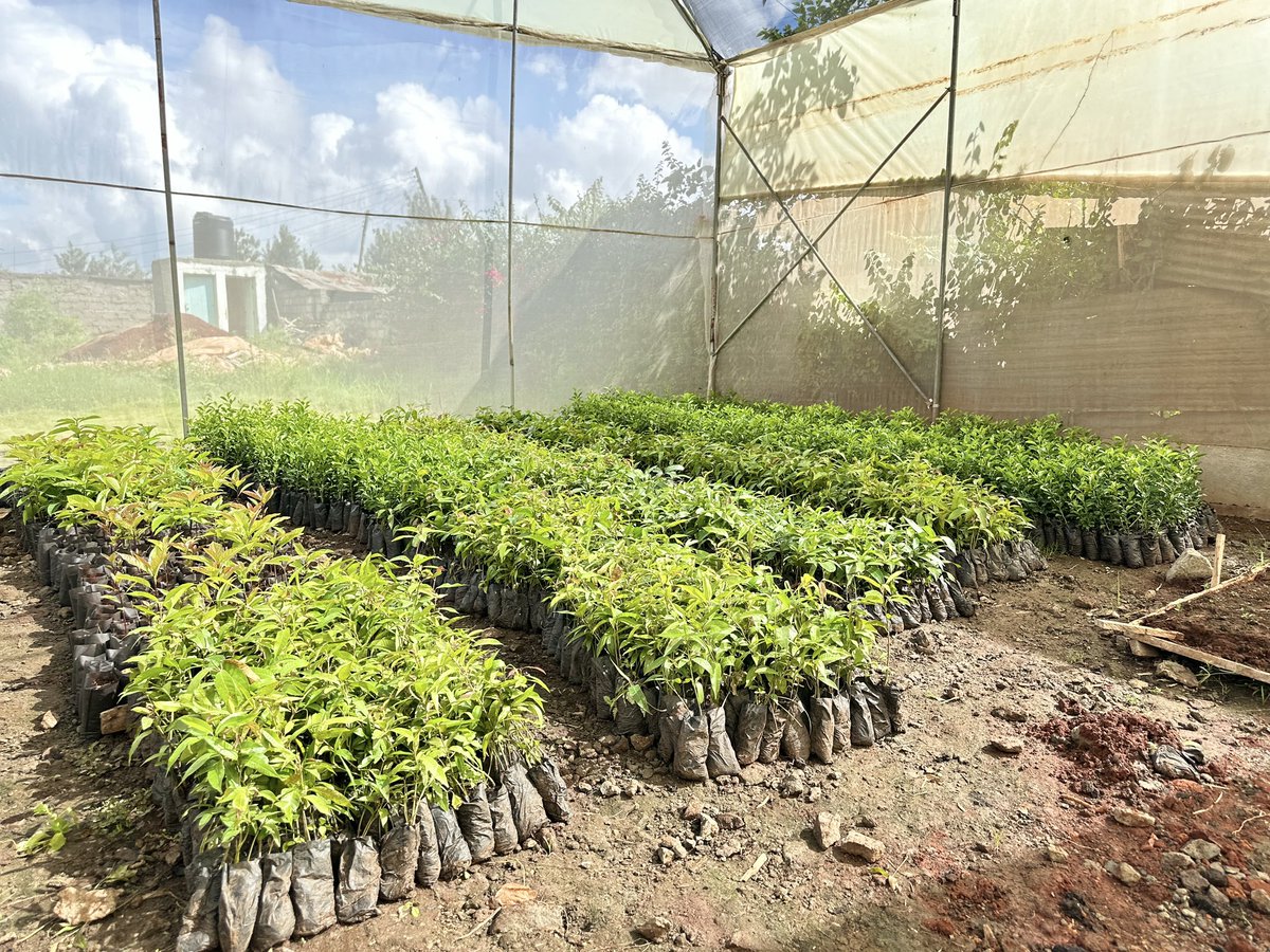 Did you know Kenya committed to restore 5.1million trees as it contribution for AFR100 Climate Action.
Well as <a href="/kimplanter/">Kimplanter seedlings</a> in preparation for restoration activities this year we having great progress. 
Avocado rootstocks are almost ready for grafting.
#TerraFund
#WRI
#AFR100