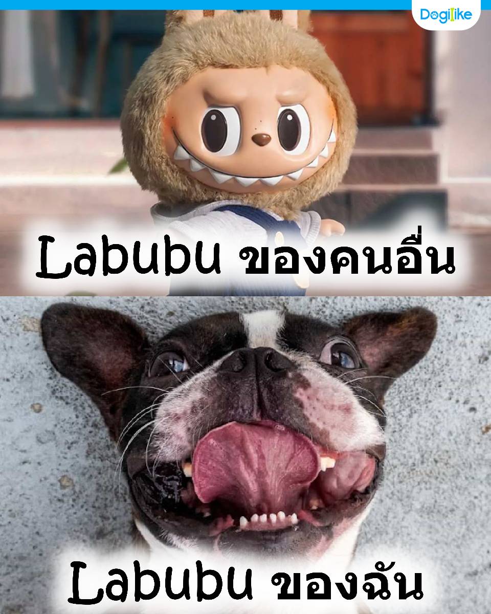 เพื่อน : 'หมาเธอเหมือน Labubu เลยอ่ะ'

ฉัน : 'น่ารักเหรอ'

เพื่อน : 'ป๊าววว ฟันห่าง!!'

😂😂😂😂

#dogilike #dogtalk #labubu #arttoys #popmartth