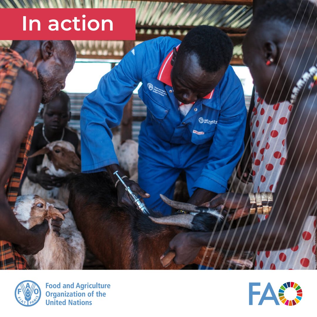 🐐Progress in #Pestedespetitsruminants (PPR) eradication: 💉90M vaccine doses distributed (2020-2023) 🔬+280K samples collected for monitoring 🌍59 countries PPR-free, 71 with no reports, 68 still infected But there's more to be done, better, together. bit.ly/43BtV6U