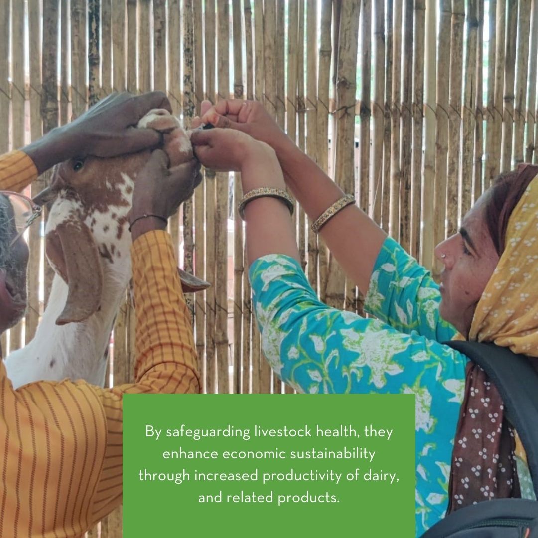 Have you ever heard of #PashuSakhis? Wondering how these #animal friends are changing lives and #communities? Swipe for the whole story. Share your thoughts and experiences below! To know more, visit— zurl.co/PvWV?utm_sourc… #Impact #RuralDevelopment #AnimalHealth