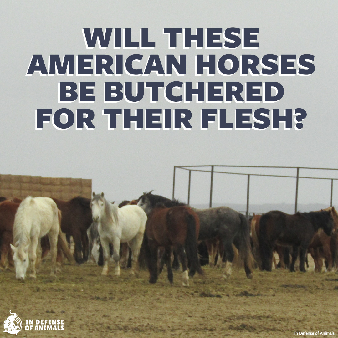 The last #HorseSlaughter plants in the US closed in 2007 after Congress defunded the required USDA inspections. However, yearly live exports of thousands of #horses to slaughterhouses in Mexico & Canada continue. Act now: bit.ly/3VSiOoA Pls RT and bit.ly/3VMd3su