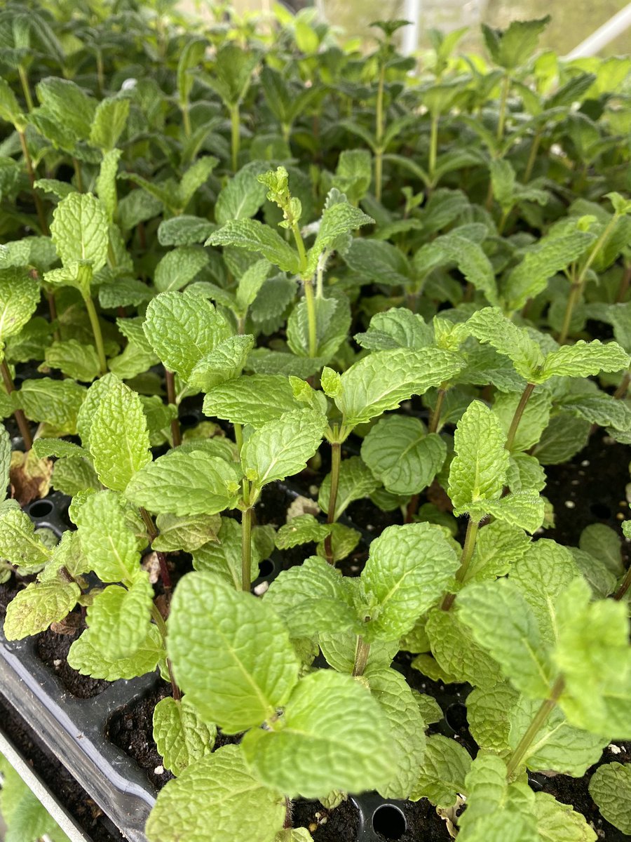 A few of our cuttings, all nicely rooted and leaving the prop beds for the tunnel where they’ll grow on again until ready to pot. #propagation #gardening #herbs