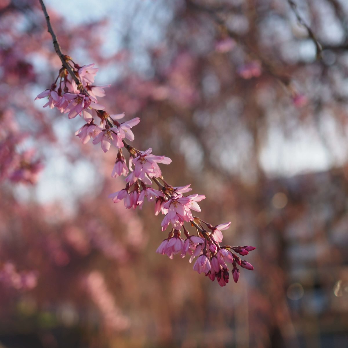 こんにちは☺ 福島県喜多方市、青空の一日でした☀ #日中線しだれ桜並木 は開花が進み 今週末にも見頃を迎えそうです🌸 ※写真は今朝、社員が撮影📷 4/12(金) 10時～12時には 喜多方駅改札前スペースにて 列車の到着時刻に合わせた #ふるまい酒 を実施します🍶 列車ご利用の方はお楽しみに☺