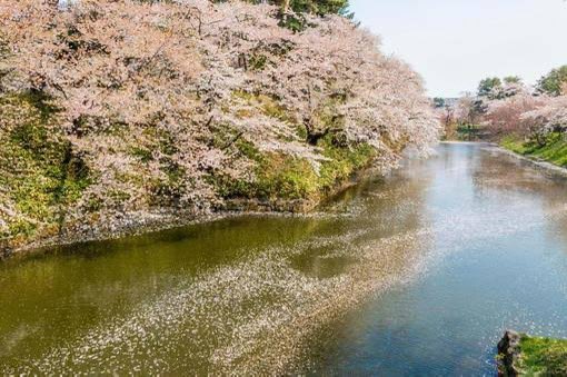 Sakura nagashi (桜流し) is the beautiful flow of fallen sakura petals as they float down the streams nearby. Some are brilliant pink, others simply highlight the clarity of the water. With the ubiquitous blossoms passing, we have but a moment to enjoy this sight, as well.