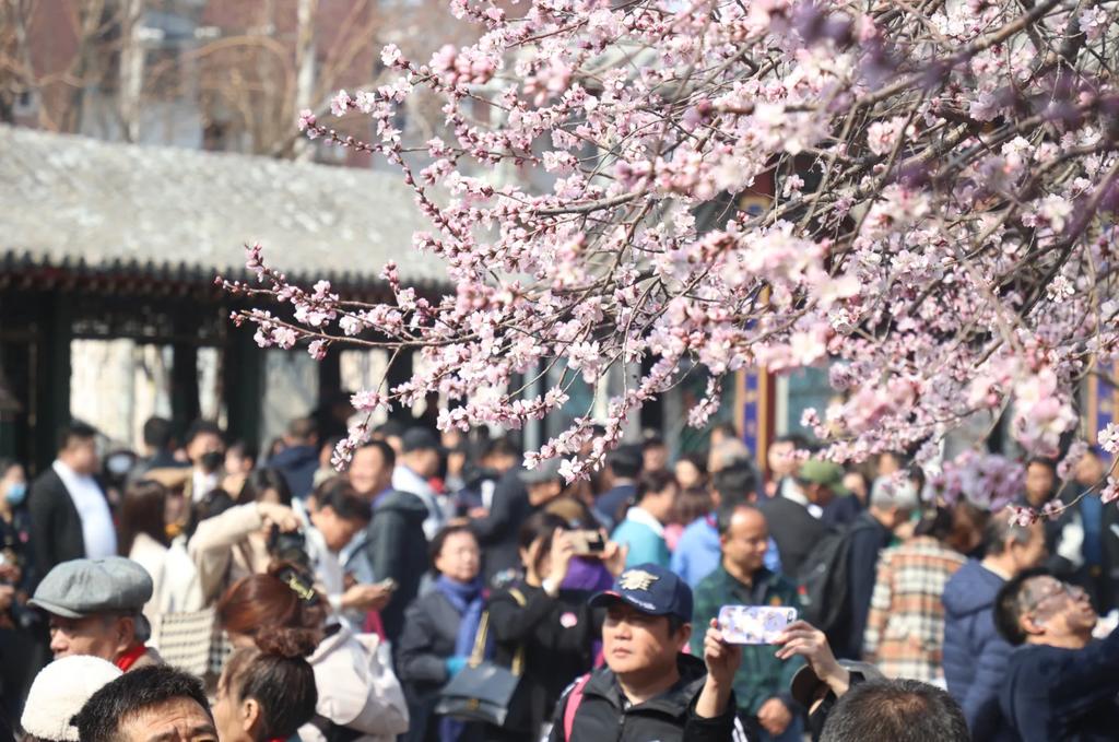 naxinna's tweet photo. The 33rd Tianjin Canal Peach Blossom Cultural &amp; Commercial Tourism Festival
#CelebrateSpringtimeinHongqiao
#EnjoydemonstrationsofintangibleculturalheritageinHongqiao
#EmbracePeachBlossomsinTianjinsHongqiaoSpring https://t.co/bQDib76ufa