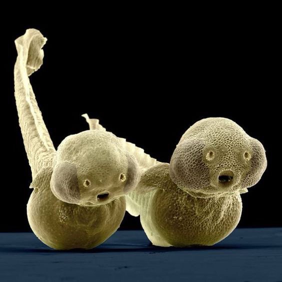 zebrafish larvae seen through an electron microscope