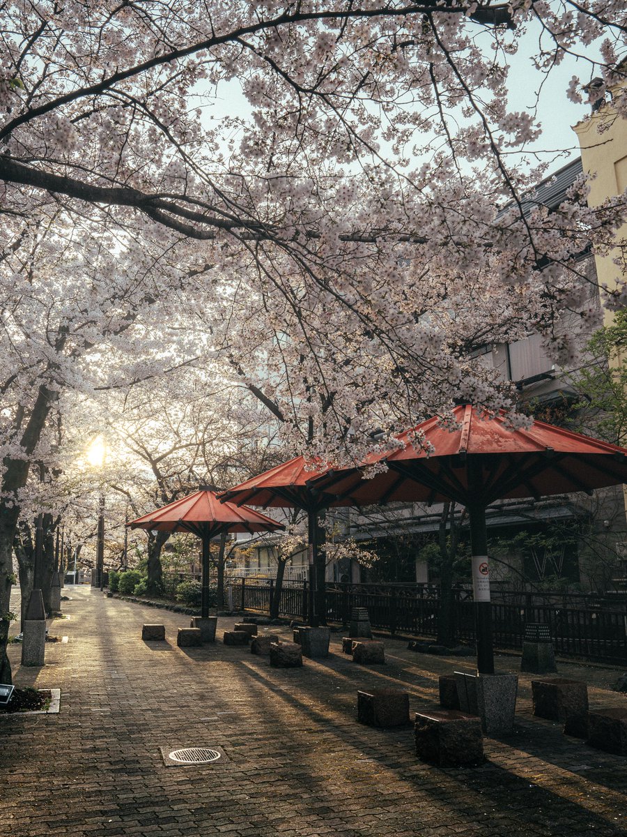 春の京都で心地よい朝日を浴びた日。