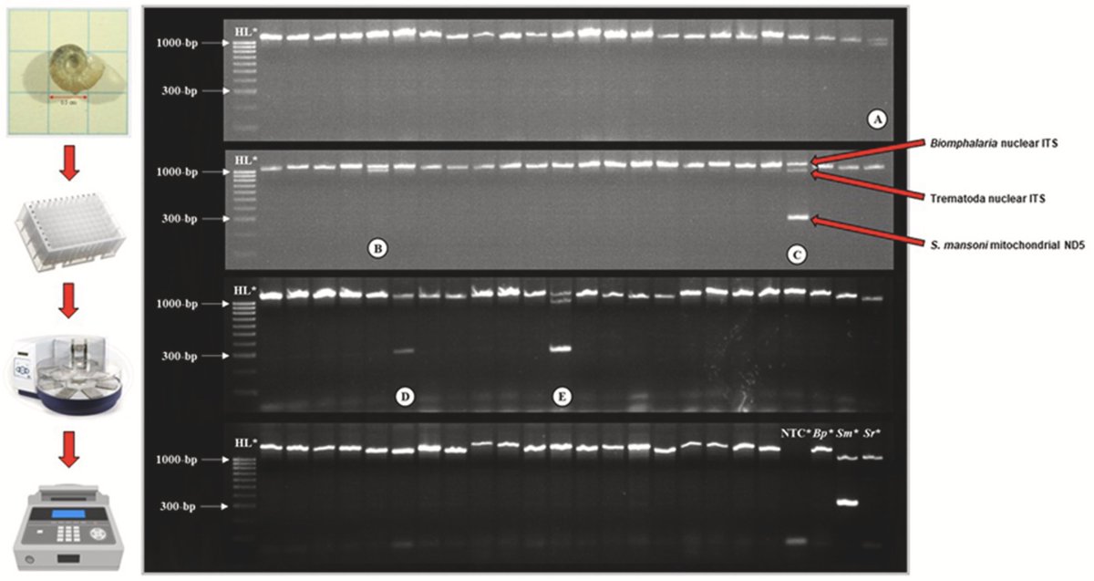 John Archer (@johnarcher088) on Twitter photo Our high throughput molecular xenomonitoring protocol, that can be used to detect Schistosoma mansoni (and other Trematoda) infections in Biomphalaria, is now published in <a href="/crpvbd/">CR in Parasitology & Vector-Borne Diseases</a> ! 🐌🧬
sciencedirect.com/science/articl… Our high throughput molecular xenomonitoring protocol, that can be used to detect Schistosoma mansoni (and other Trematoda) infections in Biomphalaria, is now published in <a href="/crpvbd/">CR in Parasitology & Vector-Borne Diseases</a> ! 🐌🧬
sciencedirect.com/science/articl…