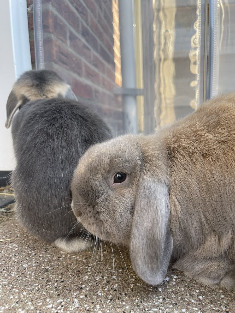 Bunny foto’s want ze zijn cute